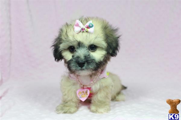 lvpuppyheaven Picture 3